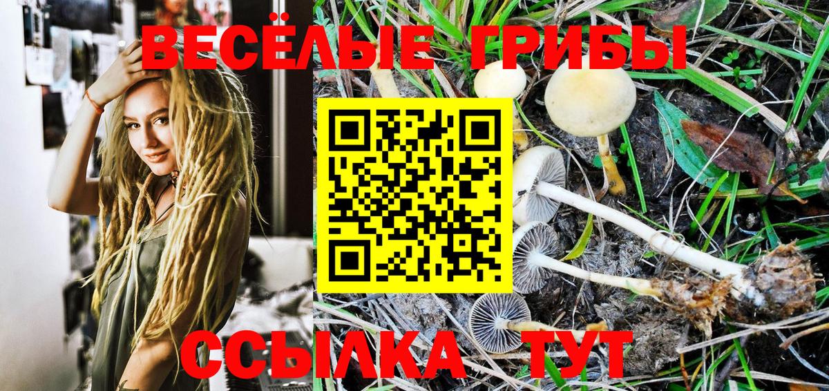 Псилоцибиновые грибы Psilocybe  Вход с VPN  Владикавказ 